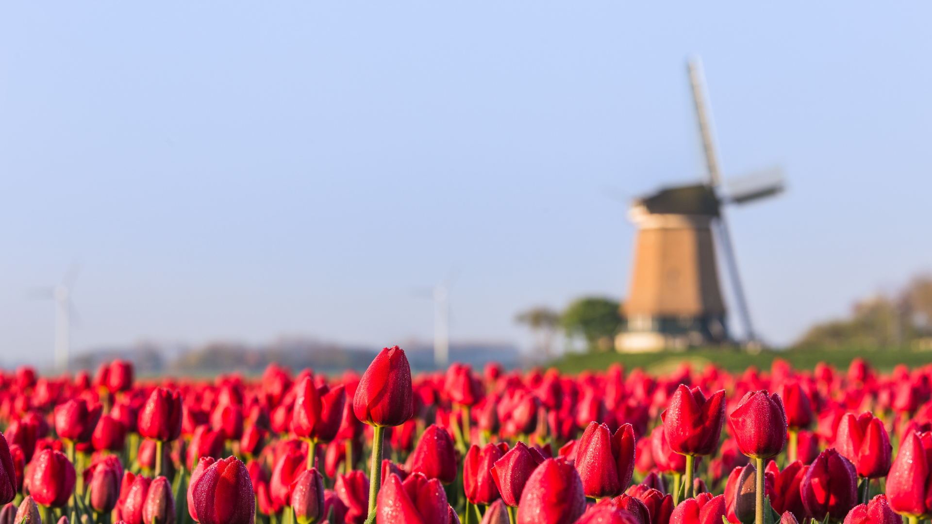 Trendrapport toerisme recreatie en vrij tijd 2021 